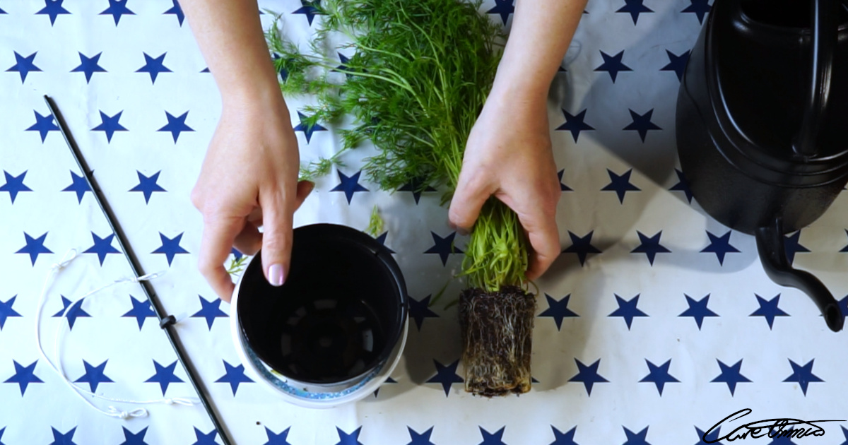 How-To Replant Store Bought Dill For Your Indoor Herb Garden